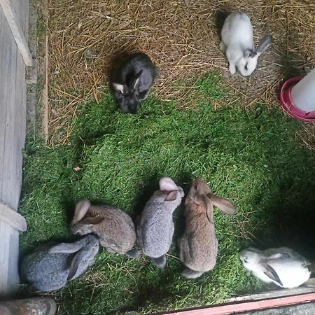 Malinowy Gaj - Agroturystyka Z Alpakami I Innymi Zwierzetami Swietajno  Eksteriør billede